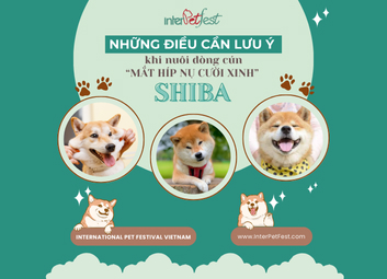 THINGS TO NOTE WHEN RAISING THE “ADORABLE SMILING EYES” SHIBA INU