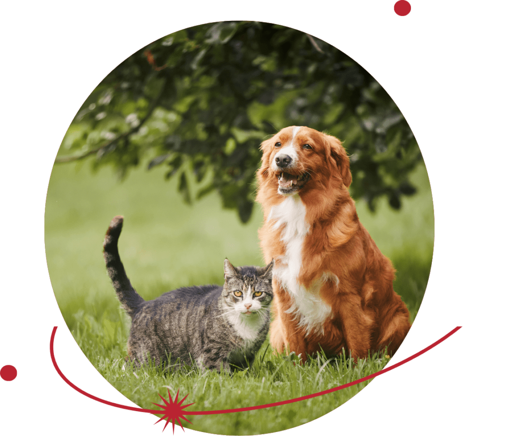 InterPetFest The first and largest international onestop pet event