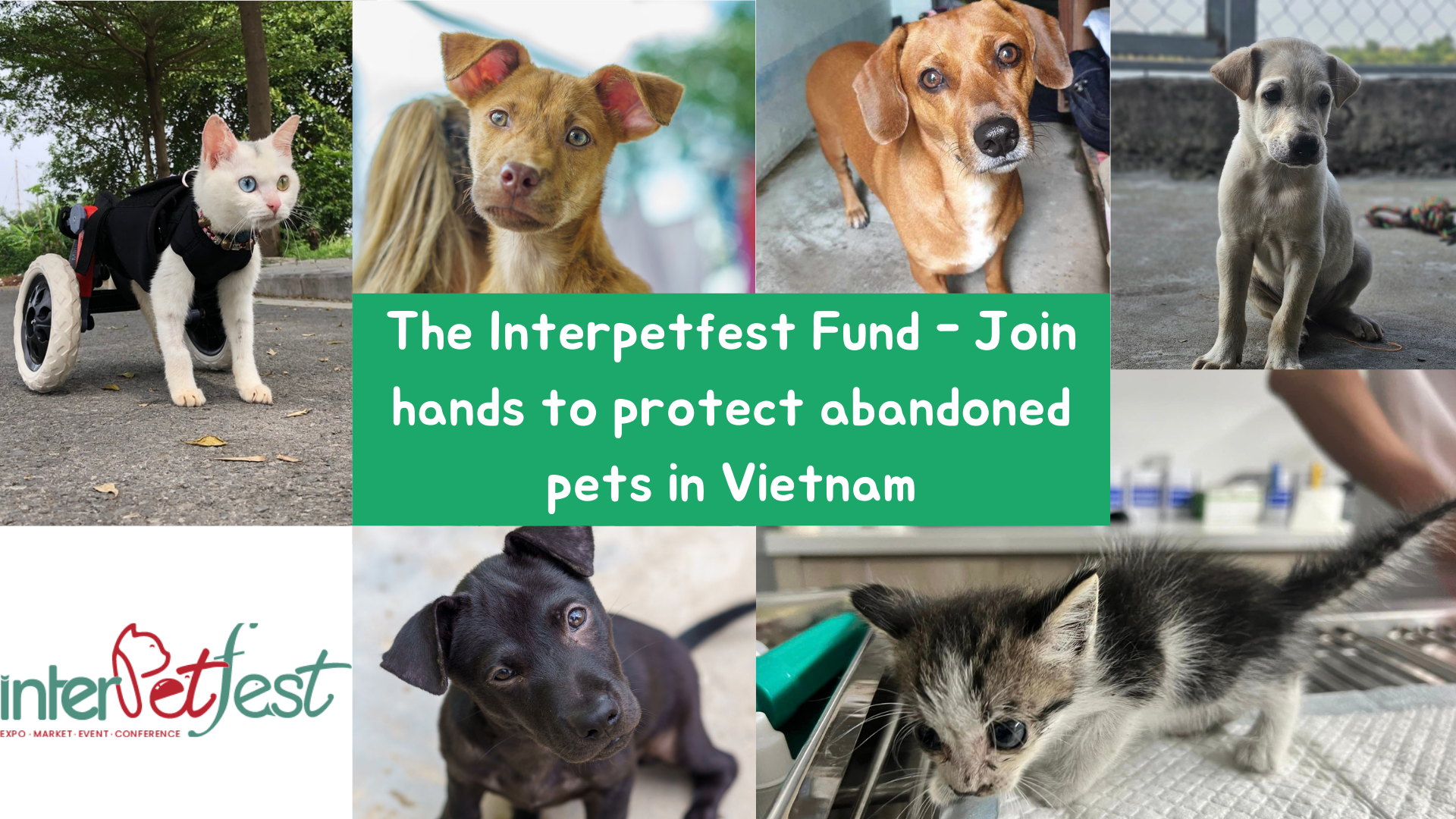 The InterPetFest Fund