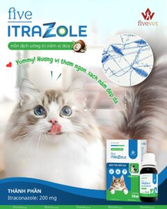 FIVE-ITRAZOLE FOR PET – GIẢI PHÁP HIỆN ĐẠI CHO BỆNH NẤM DA Ở CHÓ MÈO